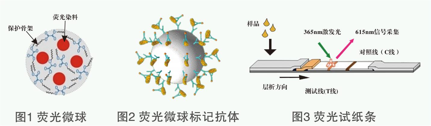 克倫特羅熒光檢測卡原理圖