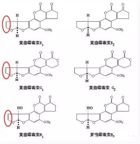 黃曲霉毒素結構