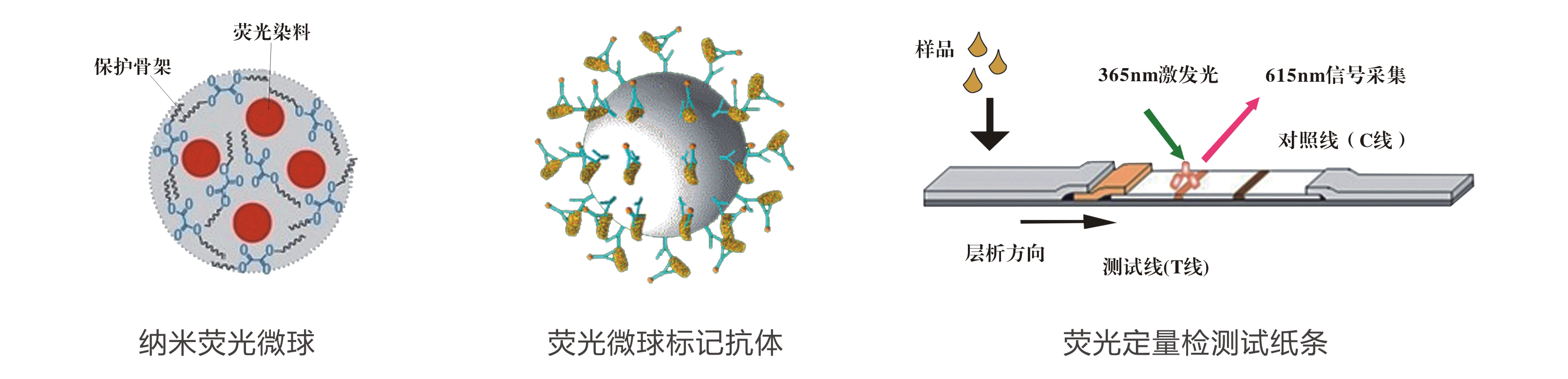 黃曲霉試紙條檢測原理