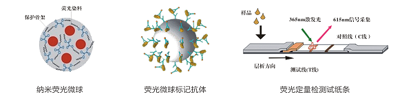 噻蟲嗪熒光定量快速檢測卡/試紙條