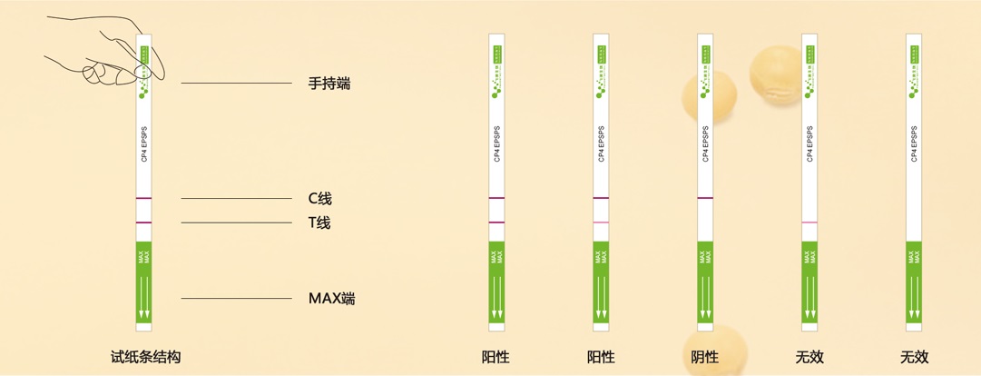 轉(zhuǎn)基因定性結(jié)果判斷